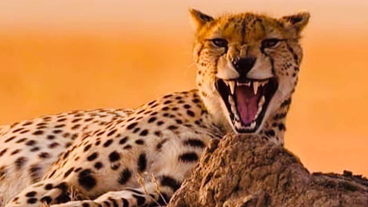 UNFORGATTABLE AFRICA HOME OF BIG FIVE