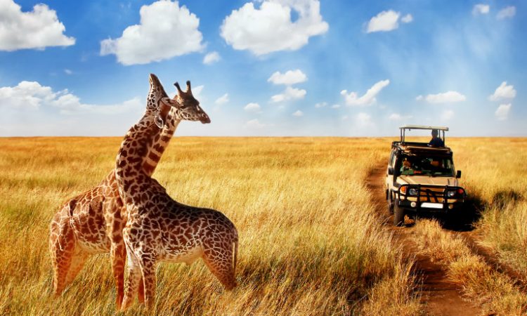 Tanzania worldlife safaris