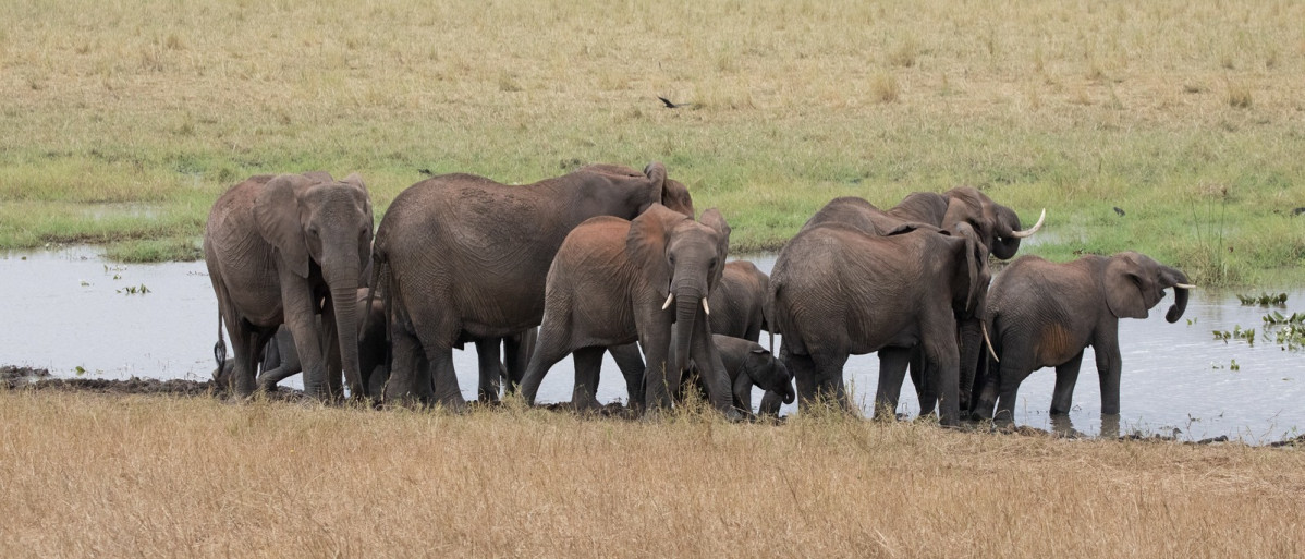 UNFORGATTABLE AFRICA HOME OF BIG FIVE